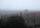 Vineyard Mist Alsace