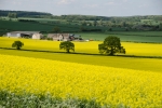 Burford Field