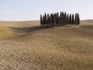 Stand of Trees Fall
