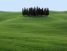 Stand of Trees Spring